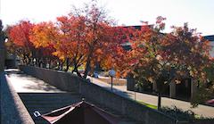 生物大楼外的秋天的树木